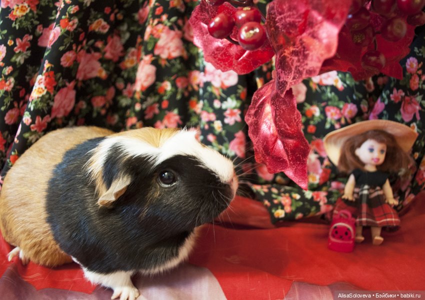 Маленькие мечты маленькой девочки. Часть 2 (фото 8)