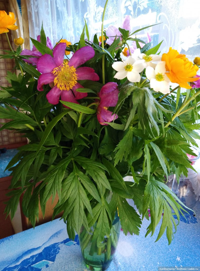 Пополнение в семействе Баболи