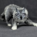 Серый волк с фиолетовыми глазами
