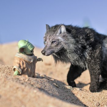 Грогу и волк