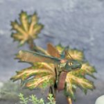 Зеленый кленовый дракон