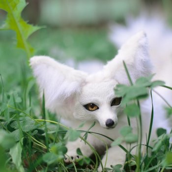 Кицунэ - лиса с тремя хвостами