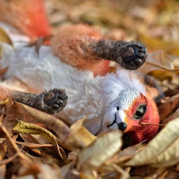 Рыжая лисичка