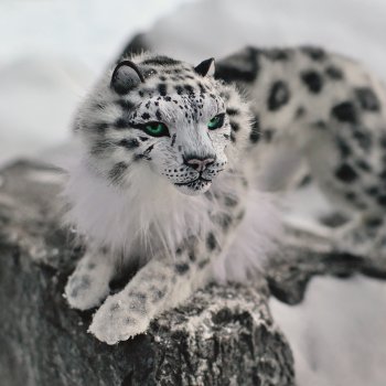 Снежный барс