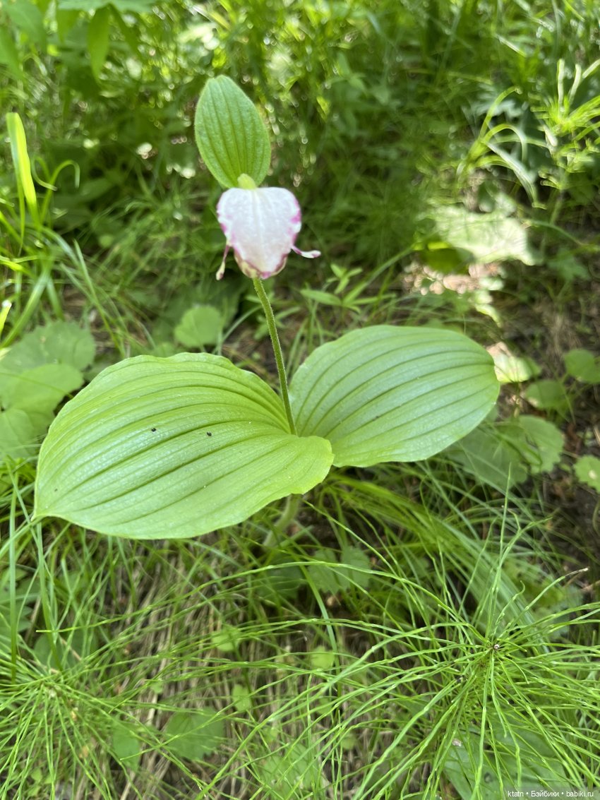 «Покорители гор» или первый раз в заповеднике «Красноярские Столбы»