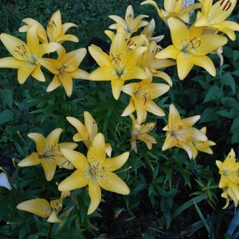 Две прогулки.