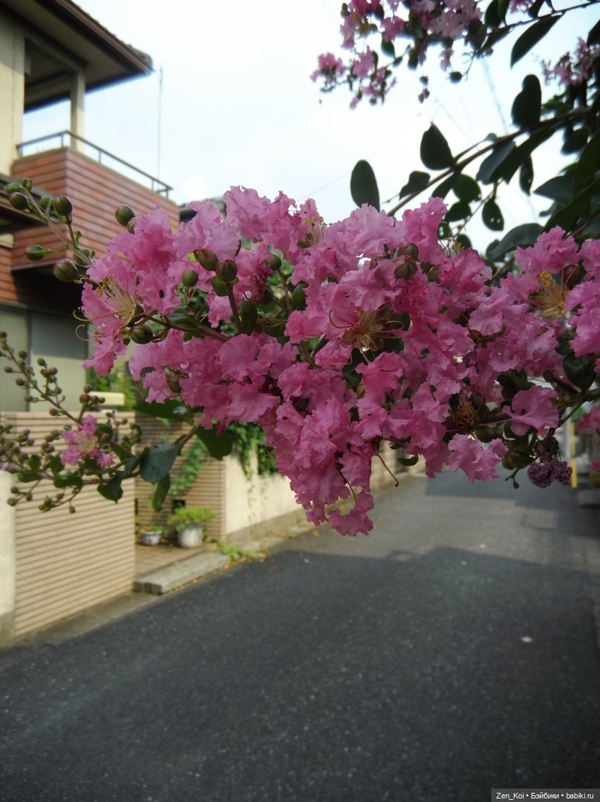 Ностальгия — Куклы и тела Obitsu 11 (Ob11): гибриды