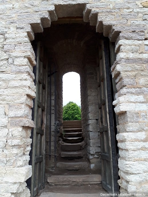 Мышонок на выгуле у крепостных стен (фото 4)