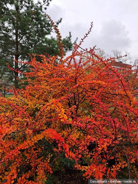 Прощание с ярким сезоном — Домашние коллекции кукол: фото собраний (фото 9)