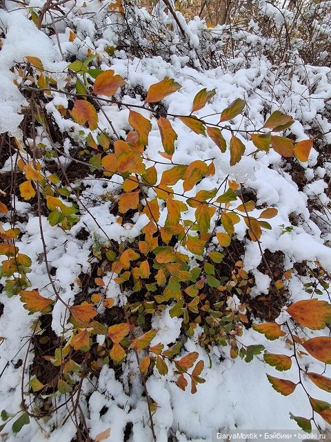 Прощание с ярким сезоном — Домашние коллекции кукол: фото собраний