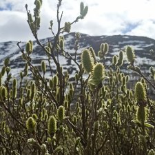 31 мая в Заполярье