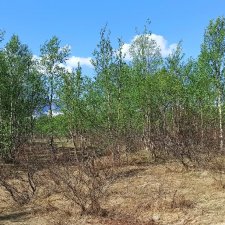 Заполярье. 11 июня 2021. Часть 4