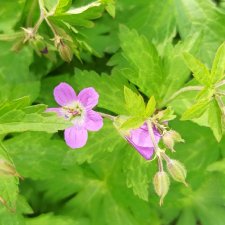 Выловили солнечный денёк 19.06.2021. Заполярье. Прогулка. Часть 1