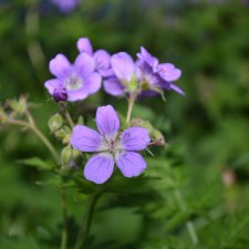 Выловили солнечный денёк 19.06.2021. Заполярье. Прогулка. Часть 6. Заключительная