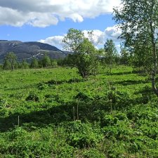 Выловили солнечный денёк 19.06.2021. Заполярье. Прогулка. Часть 3