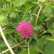 Выловили солнечный денёк)) 19.06.2021. Заполярье. Прогулка. Часть 4