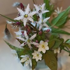 Покажу немного цветулек. Заполярье. Ну и контраст. Май и июнь