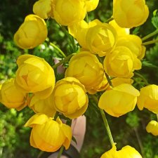 Немного северной зелени. Яркие краски лета в Заполярье. 1-2 июля