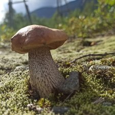 Готовы к прогулке по Заполярью? :) Давно не делилась фотографиями... 12.08.2021