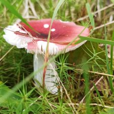 Покажу ещё немножко нашей природы