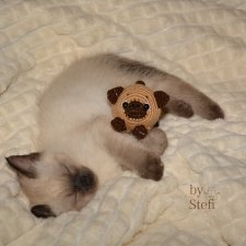 Покажу нашего нового члена семьи. И новую игрушку, конечно. Очередной котофейка связался