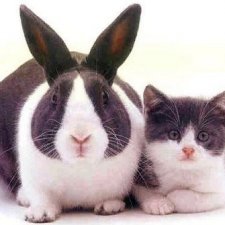 А вы к какому символу года больше склоняетесь? :)