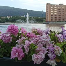 Небольшой кусочек нашего города. Цветочки