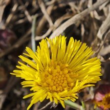 За бортом -7, но первые цветочки не из пугливых