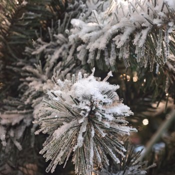 Прогулка по самому северному саду в России