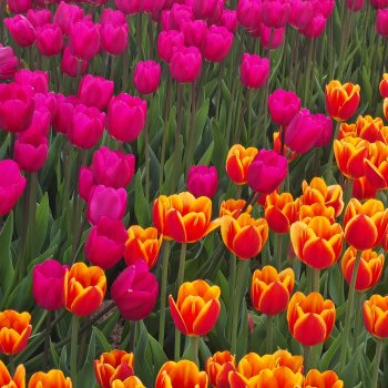 Тюльпанчики