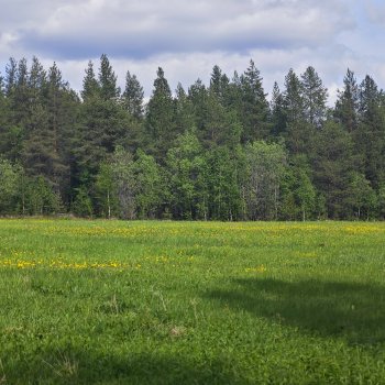 Не желаете прогуляться? Поделюсь северной природой.