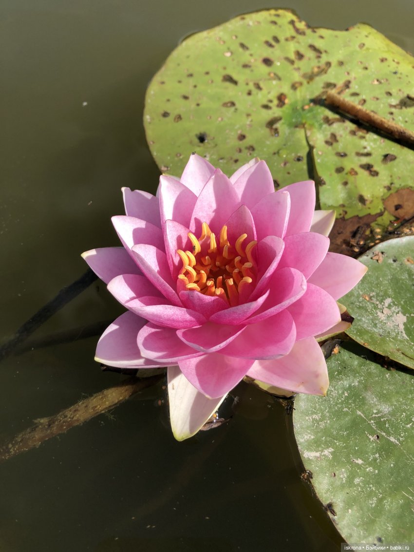 Кира BMR1959 - Играющая в лотосах