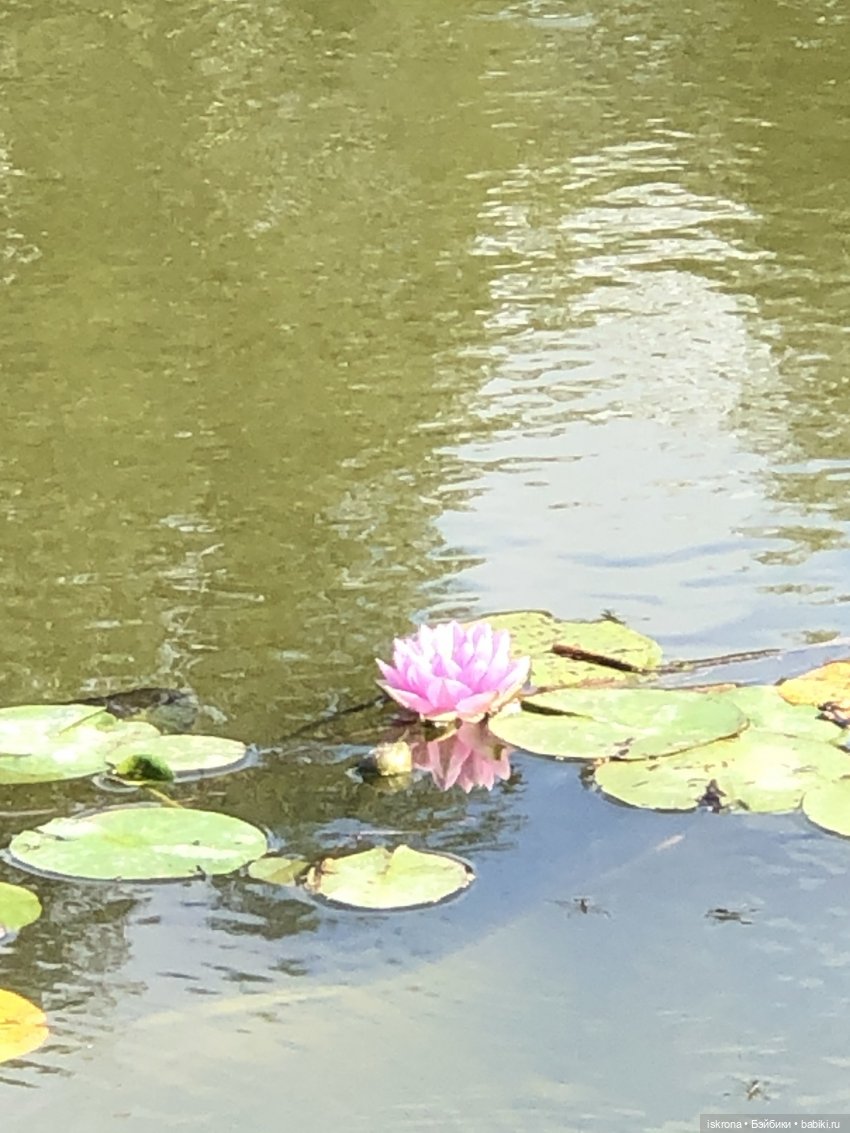 Кира BMR1959 - Играющая в лотосах