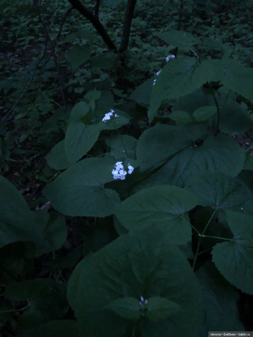 Гори, гори, моя звезда — Куклы Harry Potter (Гарри Поттер) Mattel: Wizarding World