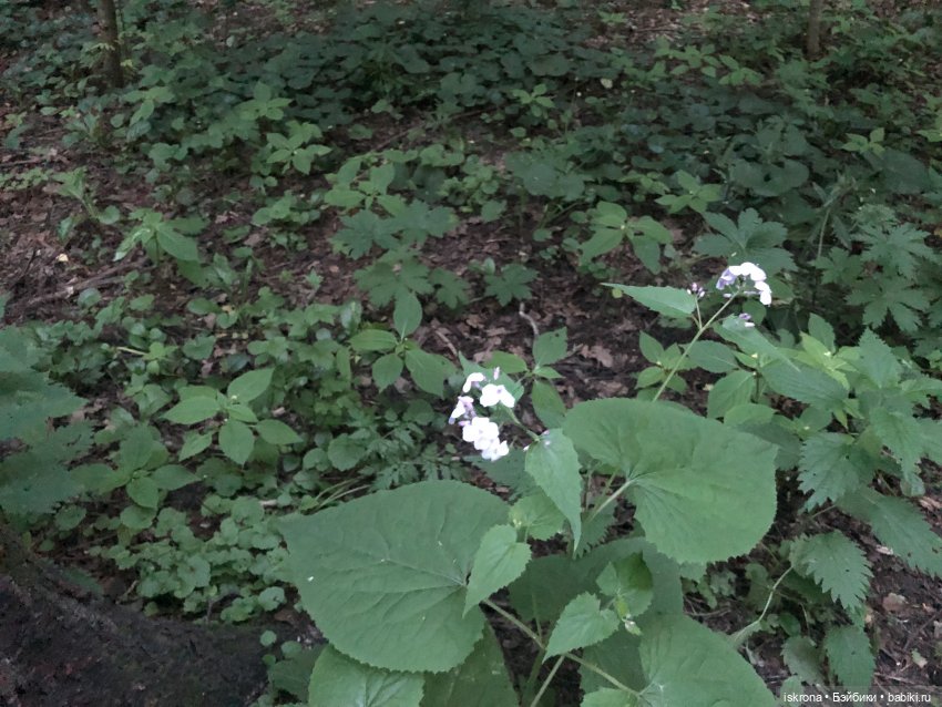 Гори, гори, моя звезда — Куклы Harry Potter (Гарри Поттер) Mattel: Wizarding World