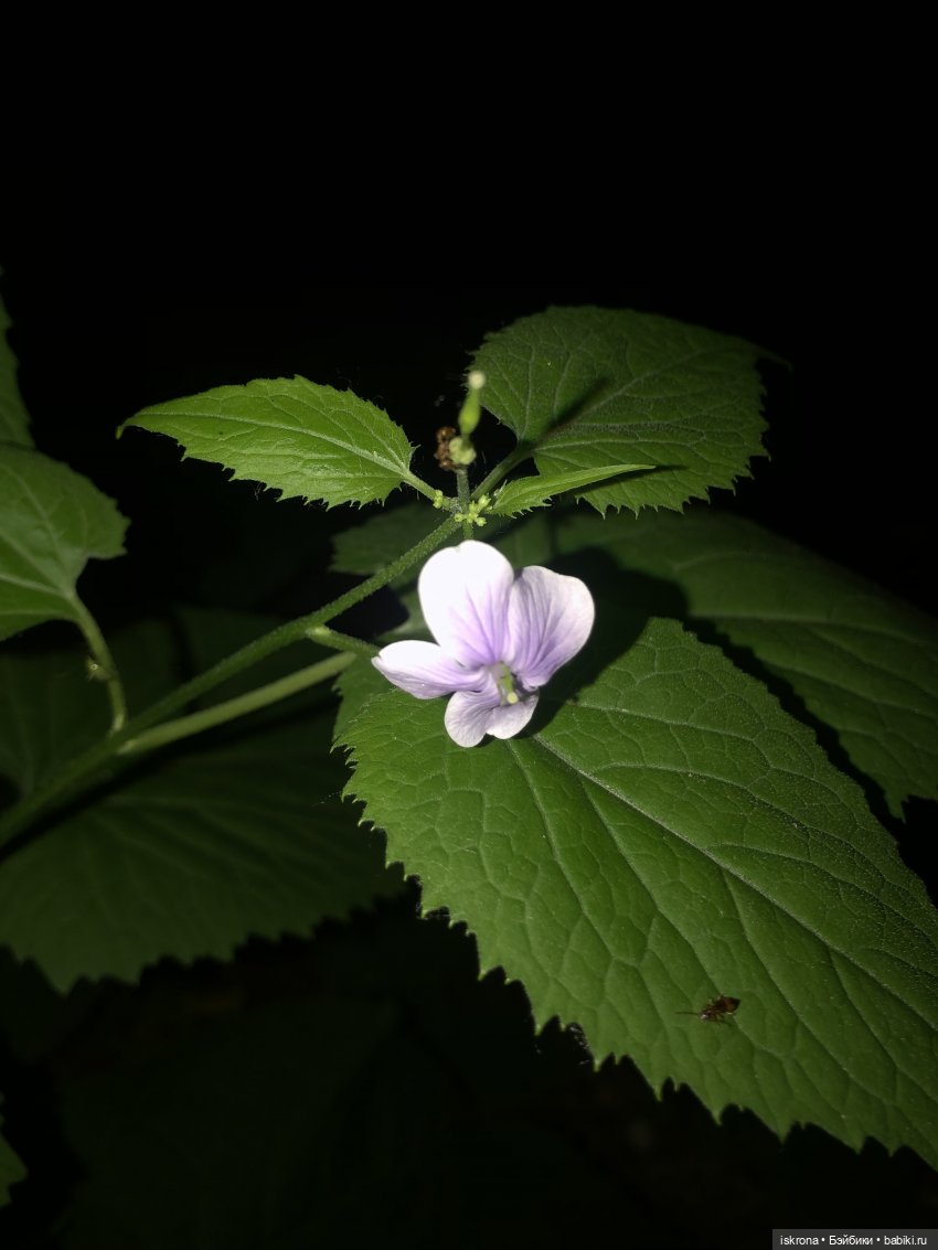 Гори, гори, моя звезда — Куклы Harry Potter (Гарри Поттер) Mattel: Wizarding World