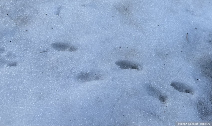 Burns Night: поэзия — Кукольные фотоистории и сериалы: комиксы (фото 4)