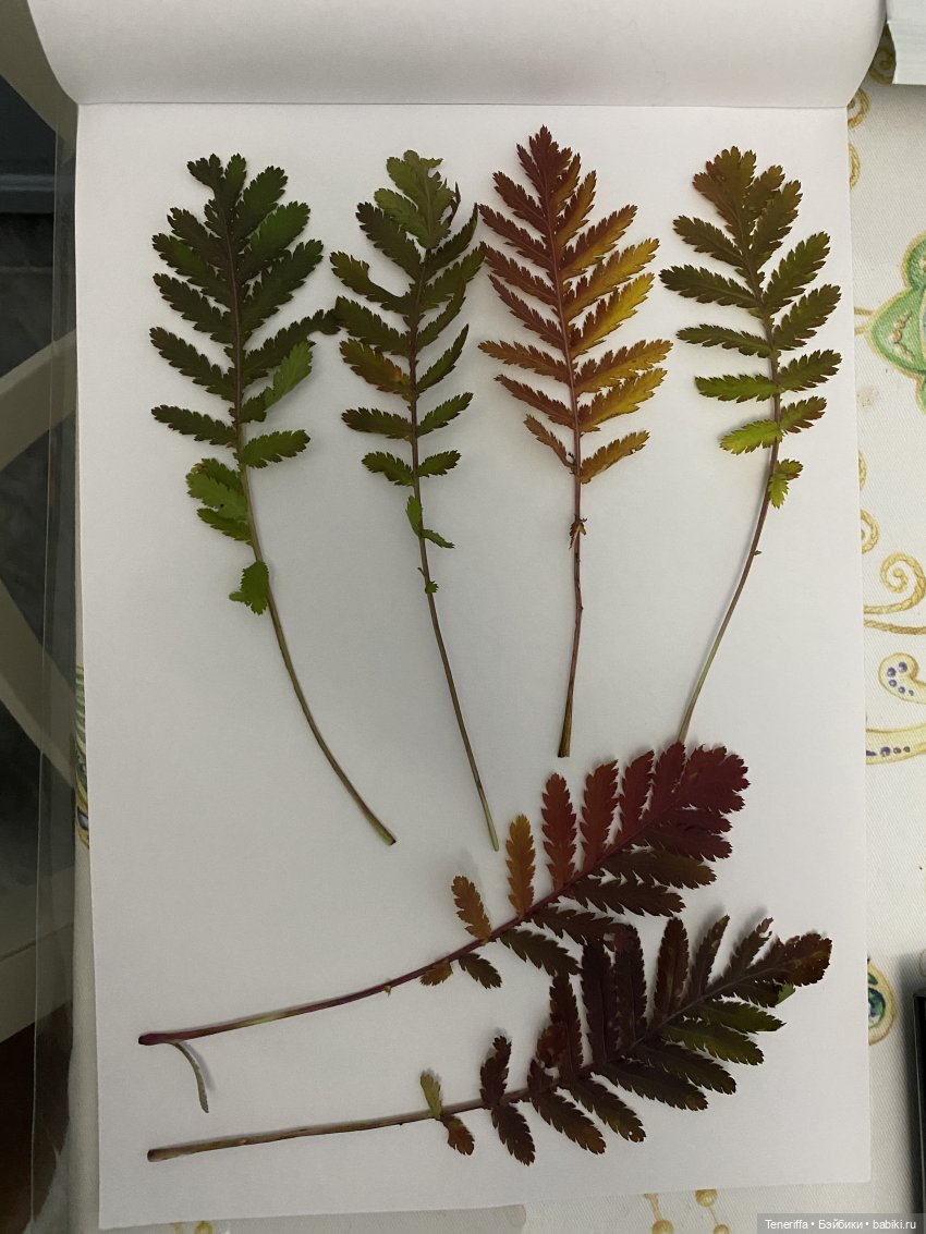гербарий пошел на фоновые деревья