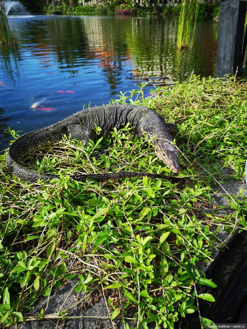 Бейли на острове Бали — Туризм и путешествия: фотоотчеты из поездок
