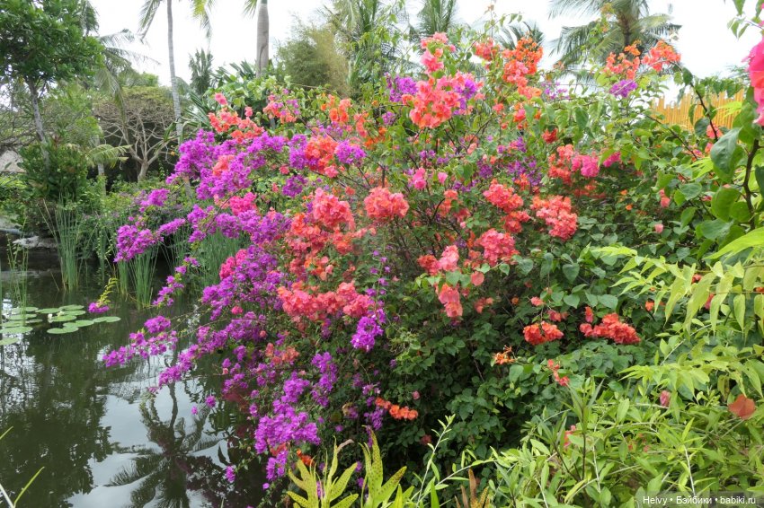 Бейли на острове Бали — Туризм и путешествия: фотоотчеты из поездок