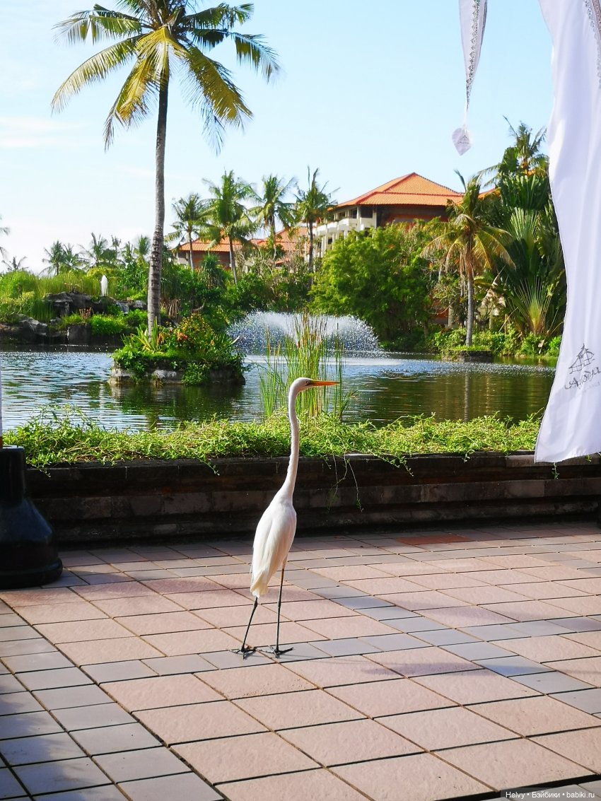 Бейли на острове Бали — Туризм и путешествия: фотоотчеты из поездок