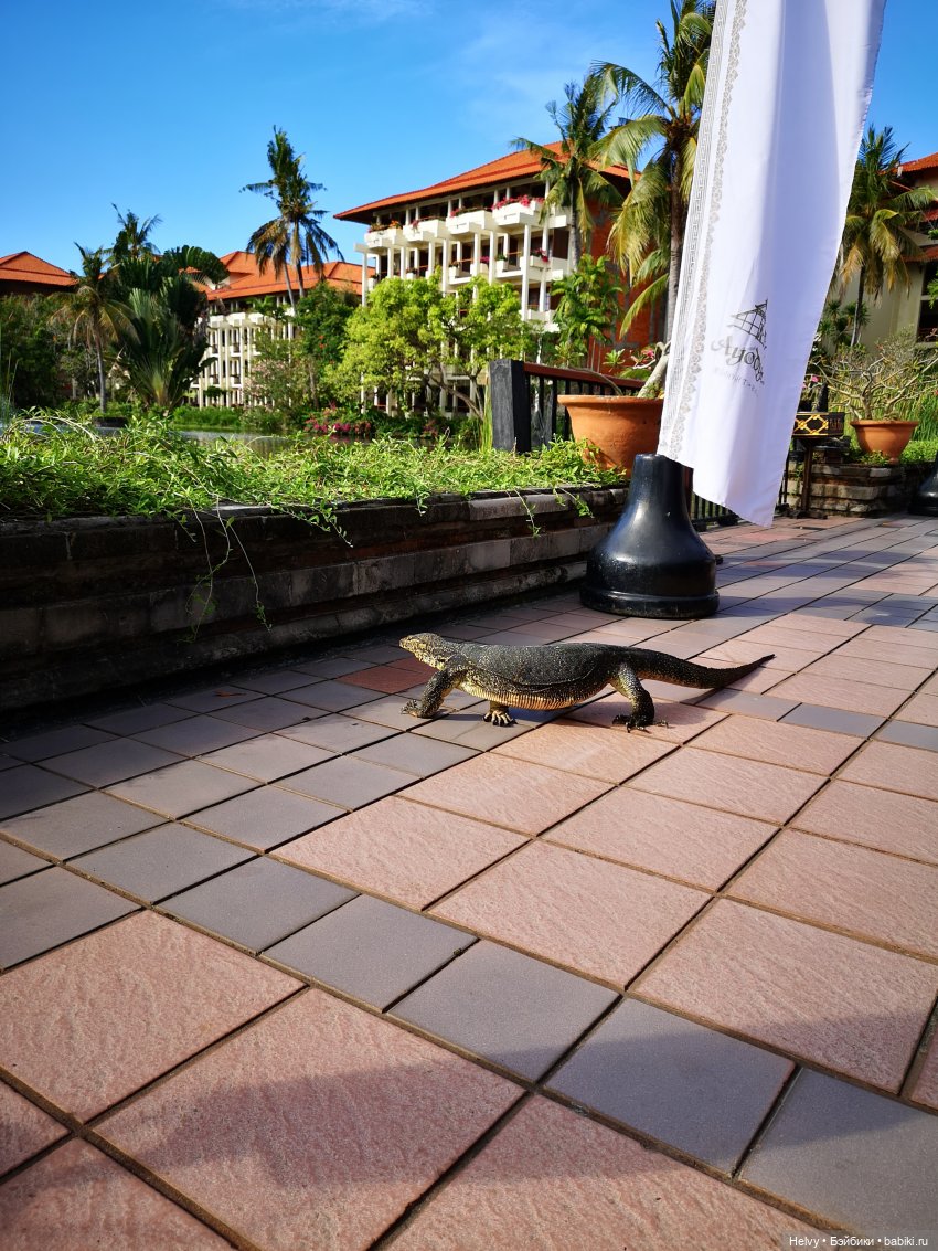 Бейли на острове Бали — Туризм и путешествия: фотоотчеты из поездок