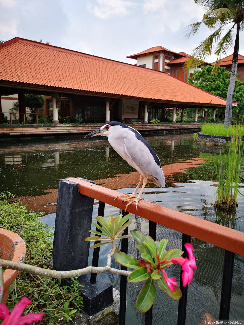 Бейли на острове Бали — Туризм и путешествия: фотоотчеты из поездок