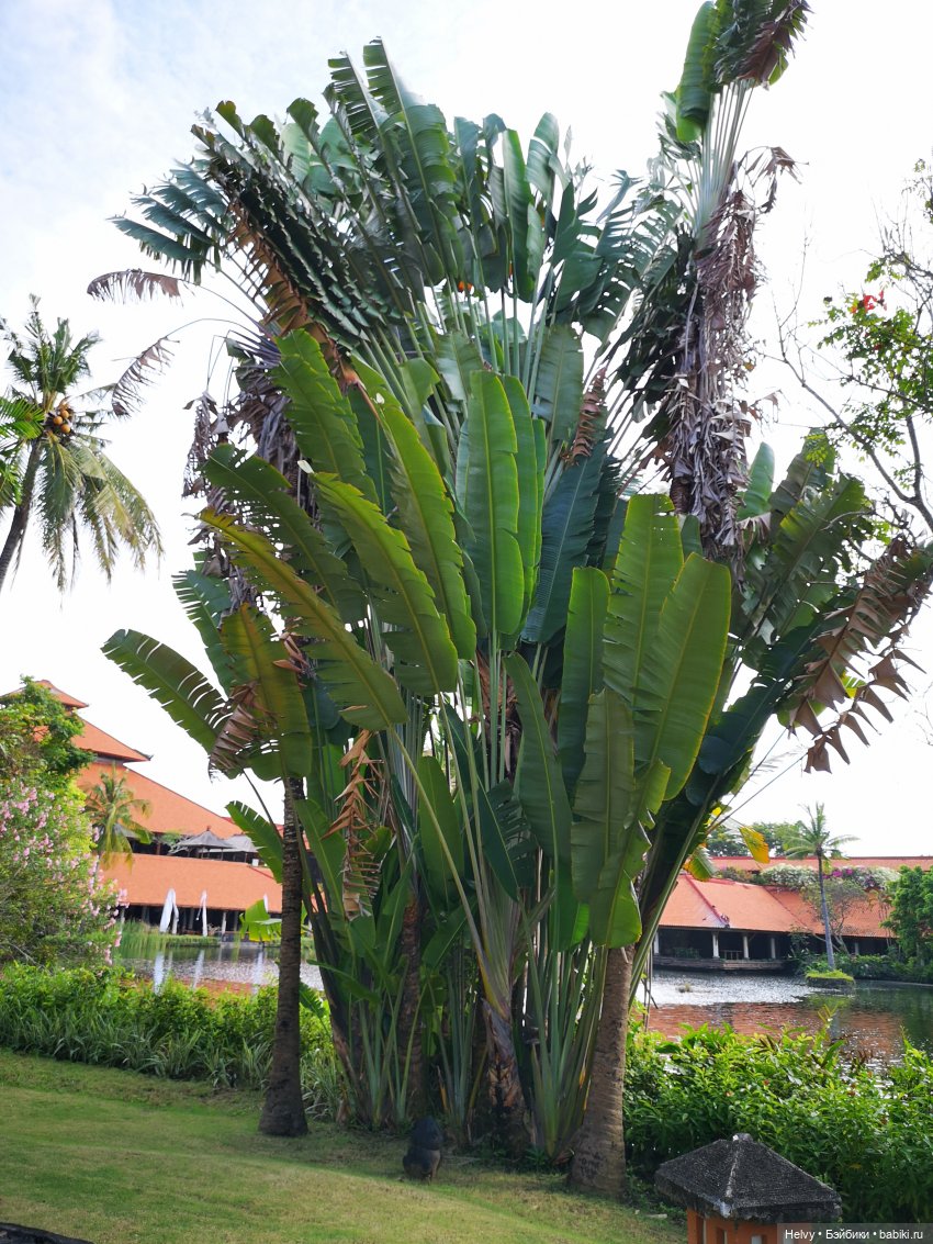 Бейли на острове Бали — Туризм и путешествия: фотоотчеты из поездок