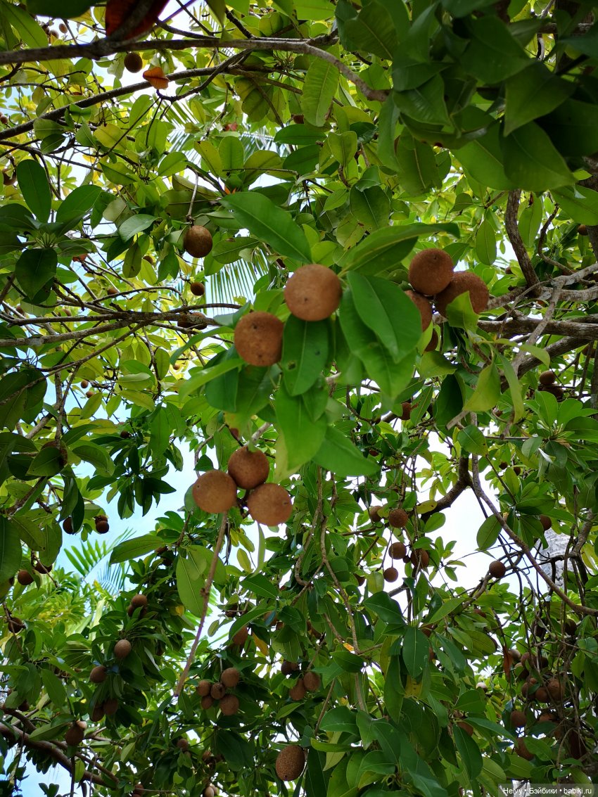 Бейли на острове Бали — Туризм и путешествия: фотоотчеты из поездок