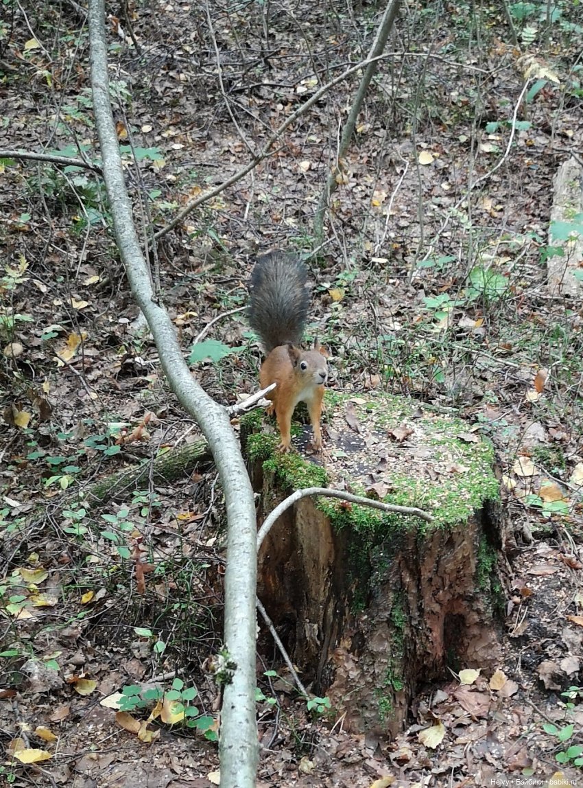 Осень с Barbie. Лесная фотосессия | Бэйбики Осень с Barbie. Лесная фотосессия