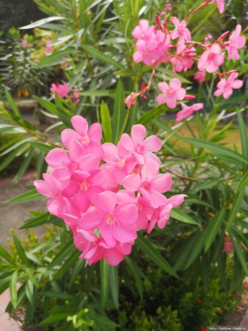 Малайзия глазами Карлы. Остров Рибак