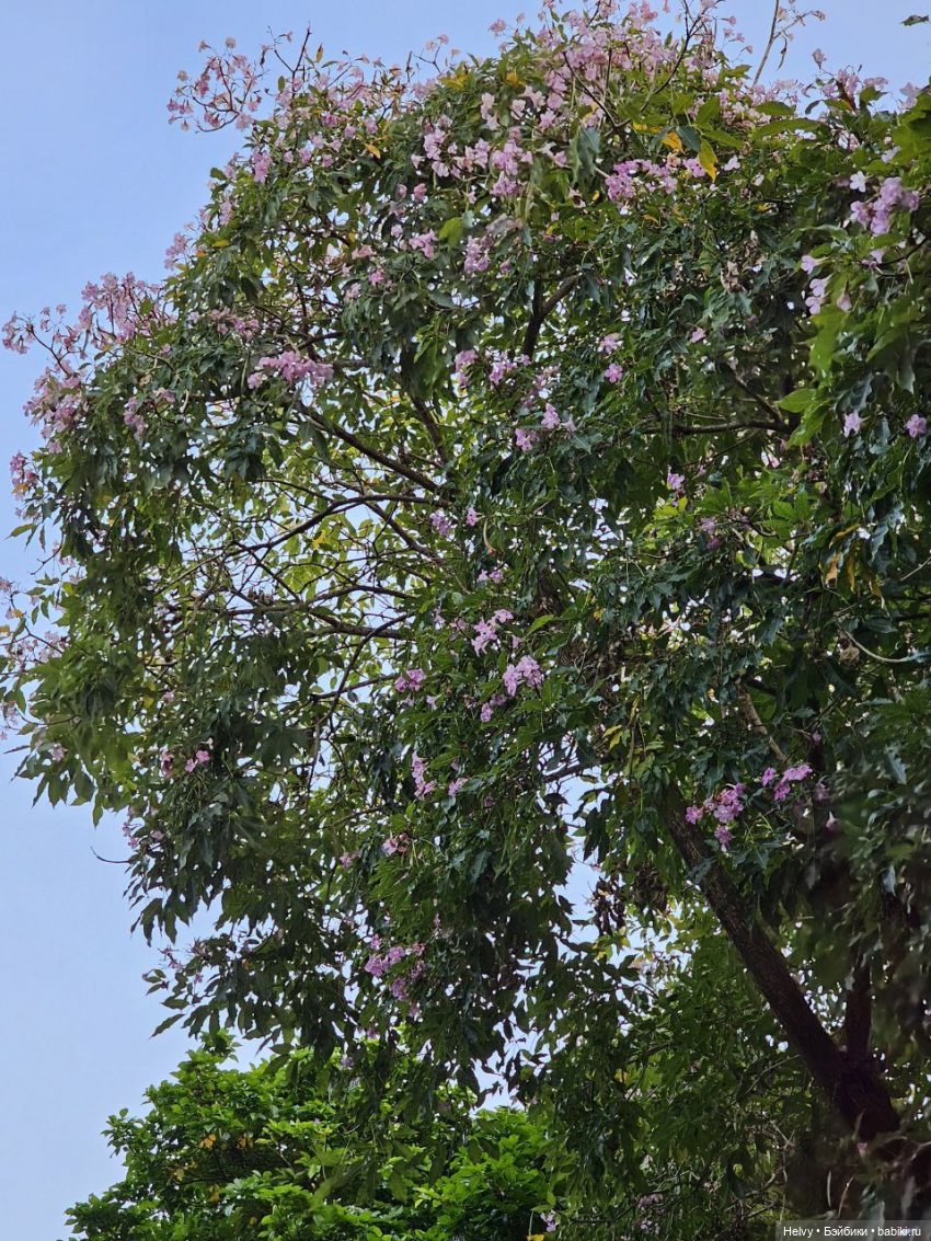 Малайзия глазами Карлы. Остров Рибак