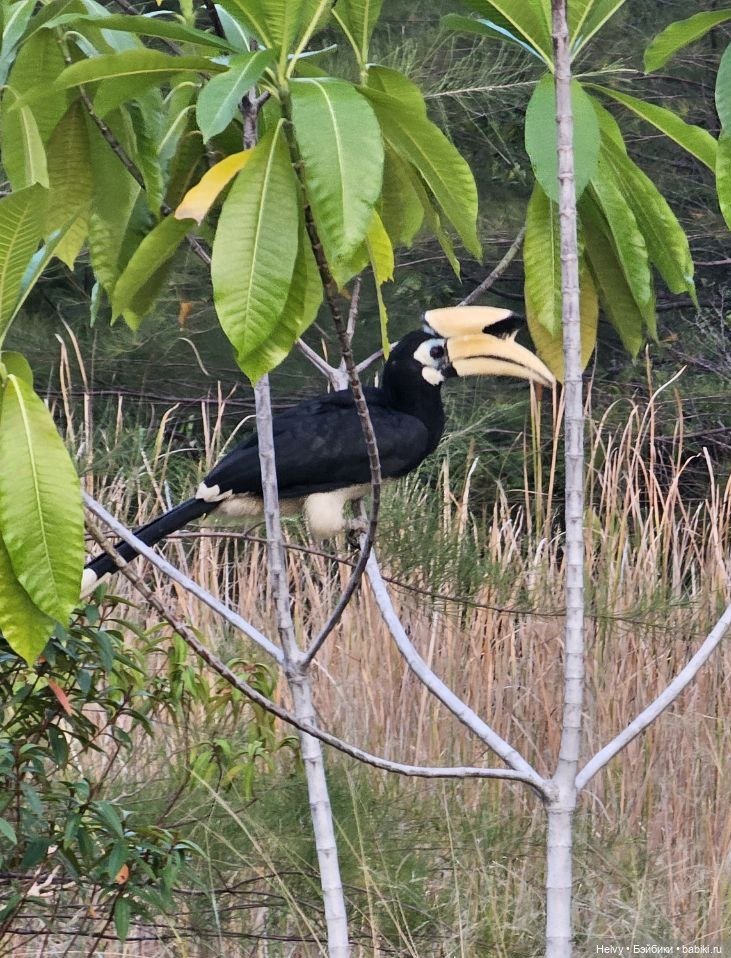 Малайзия глазами Карлы. Остров Рибак