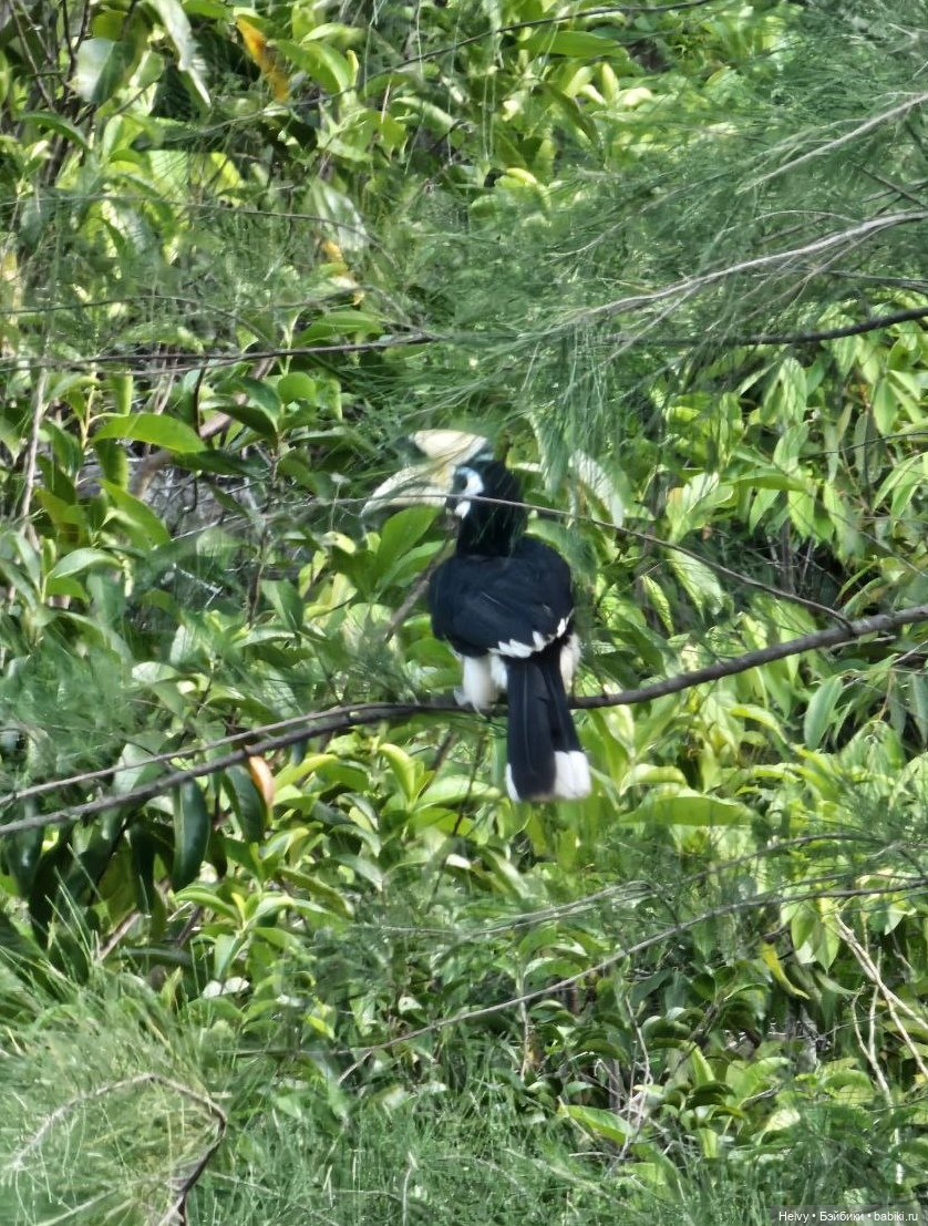 Малайзия глазами Карлы. Остров Рибак